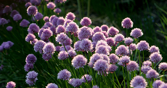 Purløg blomstring