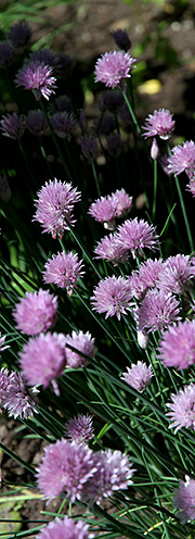 purløg blomstrer med lilla blomster