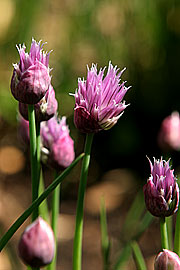 Purløg i blomst