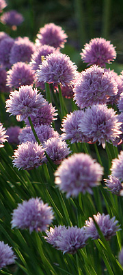 Purløgsblomster