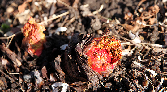 Rabarberknopper i februar