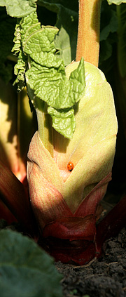 Mariehøne rabarberblad