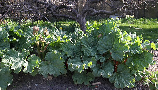 rabarberbed