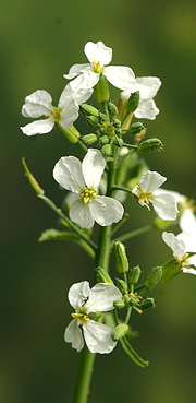 Radis i blomst