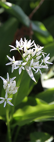 Ramsløg i blomst