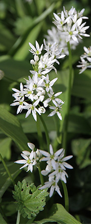 Ramsløg blomst