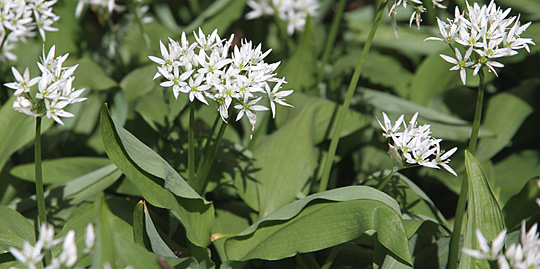 Ramsløg i blomst