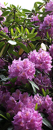 Rhododendron i blomst og med nye skud