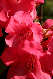 Rhododendron