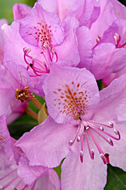 Rhododendron i blomst