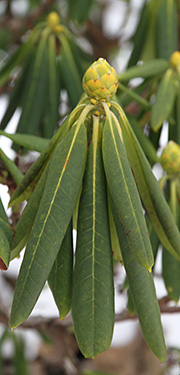 Rhododendron med hængende blade