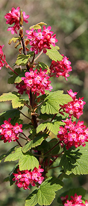 Ribes i blomst