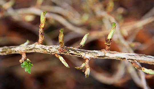 Ribes med tidligt udspring