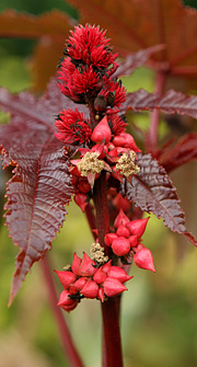 Olieplante i blomst