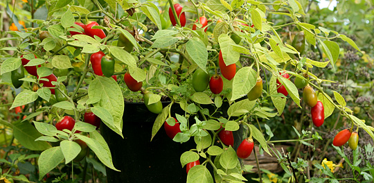 Rocoto får mange frugter i sit andet år.