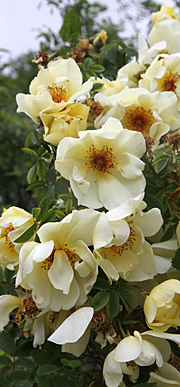 Lysegul rose