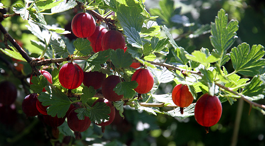 Stikkelsbær af sorten Rød Hinnomaki