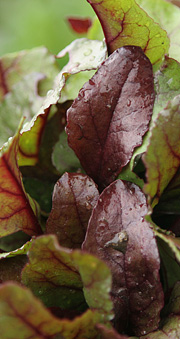 Rødbedeblade kan bruges i salatskålen