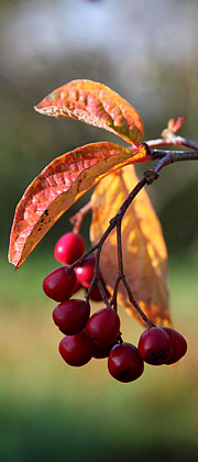 Røde bær på cotoneaster