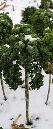 Grønkål i sne og frost