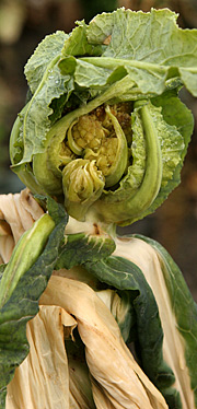 Romanesco