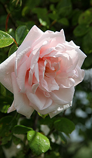 roser i blomst