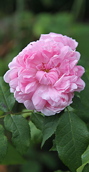En smuk rose