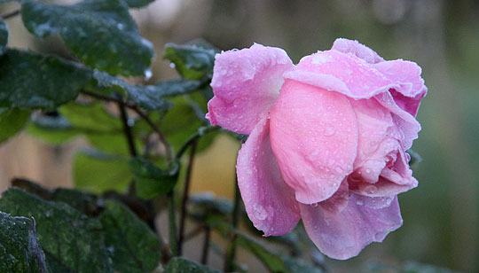 Rose i november