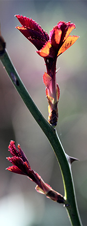 roseskud