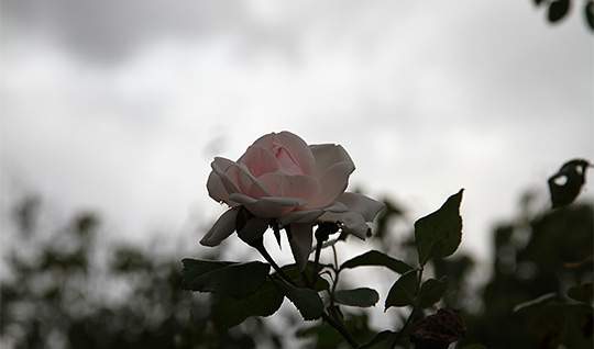 rose tordenvejr