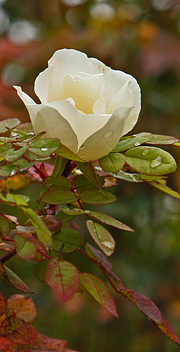 Hvid rose i november