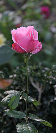 Rose i oktober