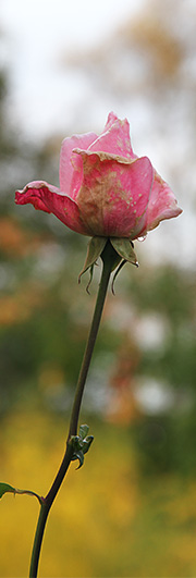 Rose i regn i oktober