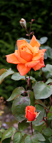 Orange rose