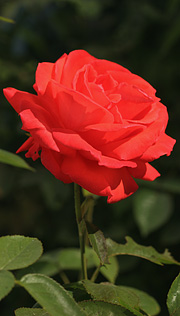 Superstar rose