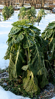 Rosenkål