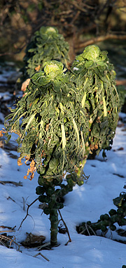 Rosenkål i hård frost