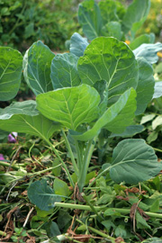 Rosenkål