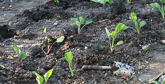 Rosenkål plantes ud