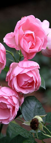 Lyserød rose i september