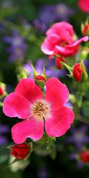 Roser og klokkeblomster