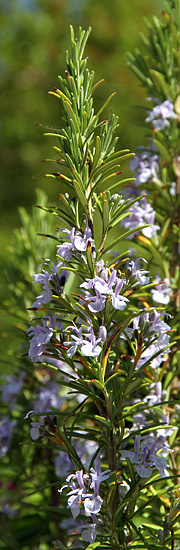 Rosmarin med de flotte lyslilla blomster