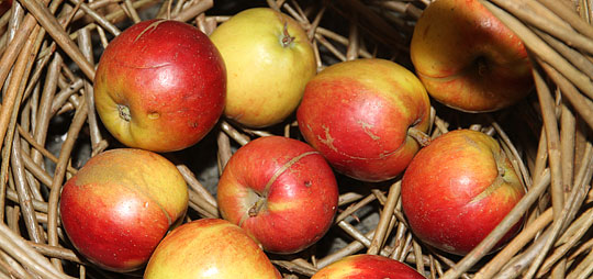Rubinstep – ny æblesort