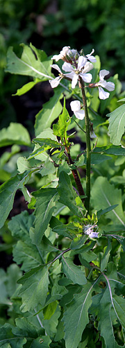 Almindelig rucola