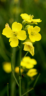 Vild rucola i blomst