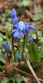 Scilla sibirica