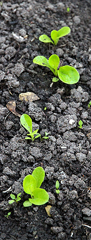 Salatplanter