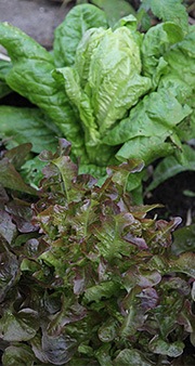 Salatplanter