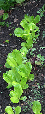 Små salatplanter