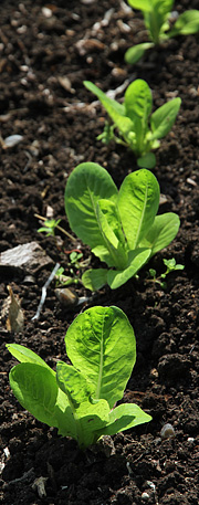 Udplantning af salat